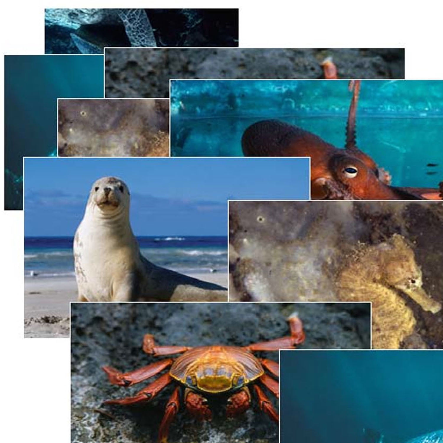 Stages Learning Materials Sea Life Poster Set, Set of 14