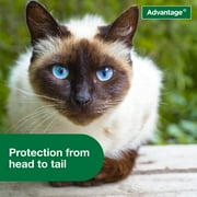 Advantage Cat Flea Treatment Spray, Kills Fleas & Ticks, Cat Flea Spray, 8 oz.