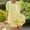 Set-319Yellow, variant on LEWKW Women's 2 Piece Pajama Set Gingham Plaid Short Sleeve Button Down Top And Ruffle Hem Shorts Matching Sets Cotton Blend Soft Sleepwear Lounge Sets Outfits