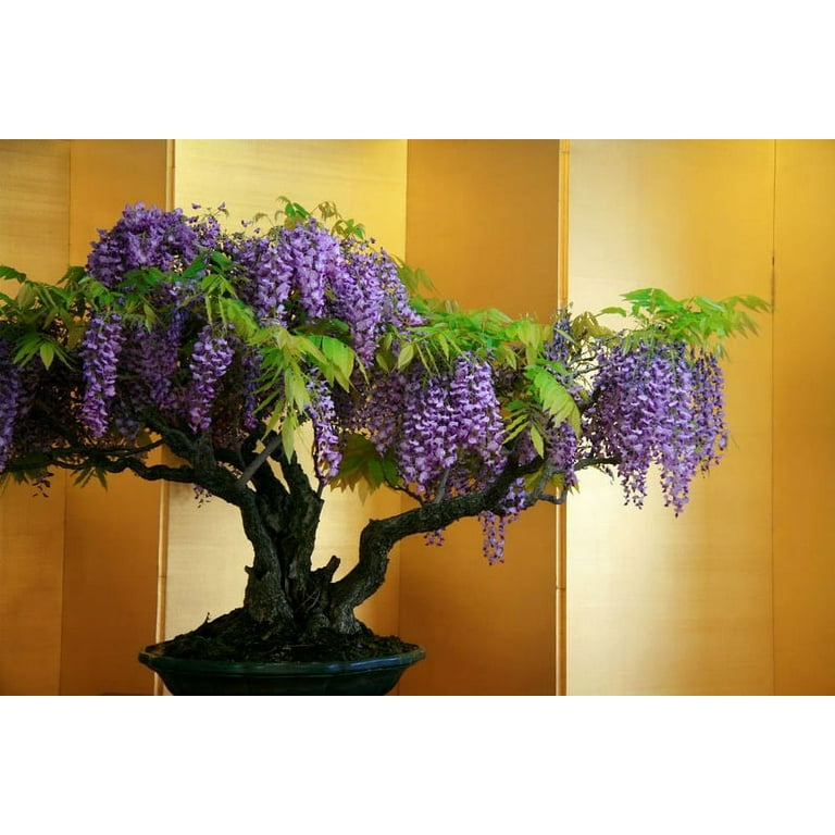 Bonsai Tree Chinese Wisteria Tree Seeds, 10 Pack - Highly Prized Flowering  Bonsai, Wisteria sinensis - 10 Seeds to Grow - Walmart.com