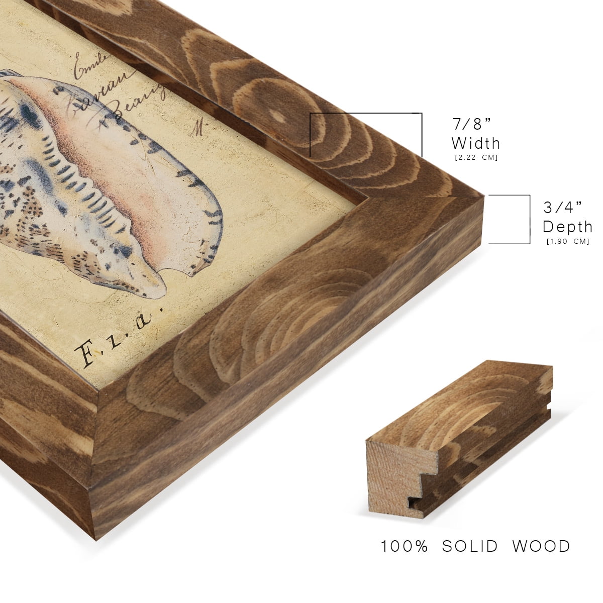Seashell Ephemera I - Framed Print w/glass - Walnut