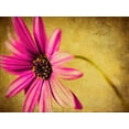 thumbnail image 2 of Malek, Honey 14x12 White Modern Wood Framed Museum Art Print Titled - Fuchsia Daisy III, 2 of 4