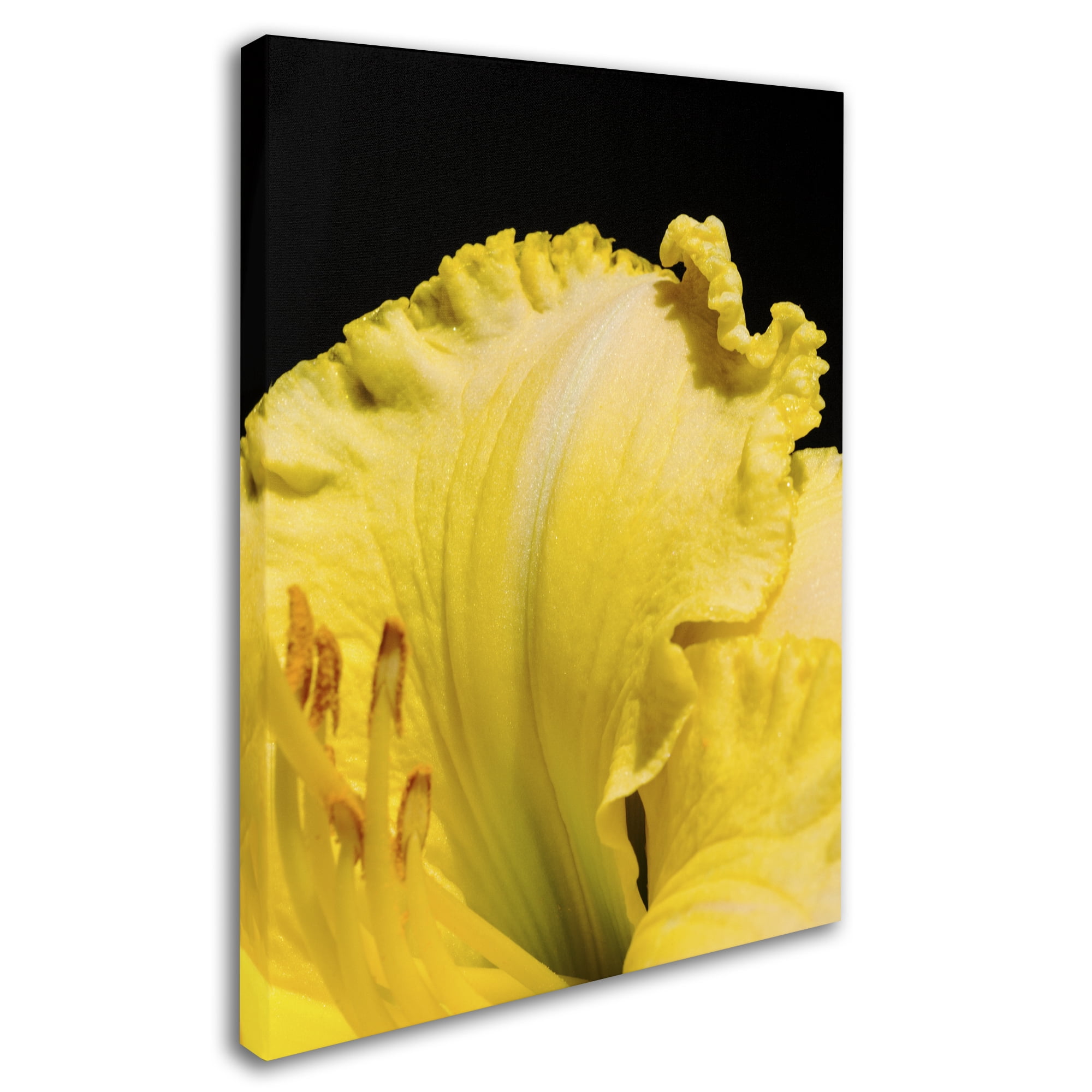 Trademark Fine Art "Day Lily Abstract" Canvas Art by Kurt Shaffer