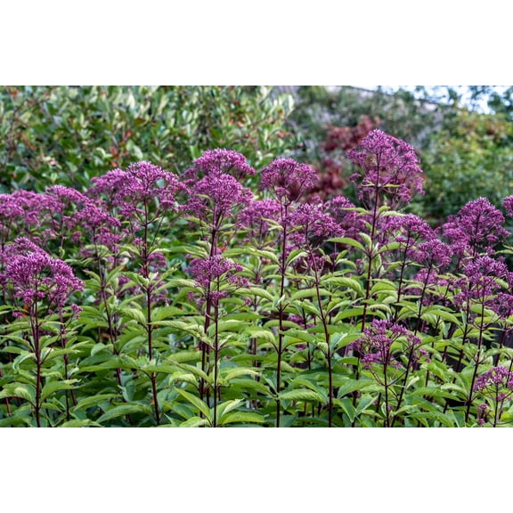 50 Mixed Colors JOE PYE WEED Eupatorium Maculatum Flower Seeds