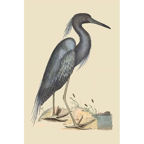 Blue Heron-Fine Art Canvas Print (20" x 30")
