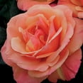 thumbnail image 2 of Anna's Promise Grandiflora Rose by Heirloom Roses - Multi Colored Rose Plant, 2 of 2