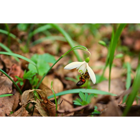 Canvas Print Nectar Snowdrop Nature Spring Bee Plant Stretched Canvas 10 x