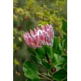 thumbnail image 2 of Engelbrecht, Lisa S. 11x14 Black Ornate Wood Framed with Double Matting Museum Art Print Titled - King Protea flower, 2 of 4