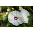 thumbnail image 6 of 25 Luna WHITE HARDY HIBISCUS Hibiscus Moscheutos Flower Seeds, 6 of 8
