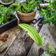 thumbnail image 3 of Pelador de Hierbas Ganfancp Elimina Hojas de Verduras, 3 of 7