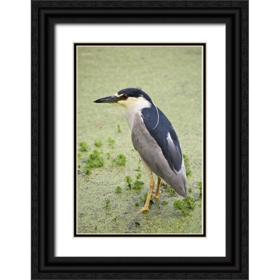 Flaherty, Dennis 13x18 Black Ornate Wood Framed with Double Matting Museum Art Print Titled - SC, Charleston Black-crowned night heron