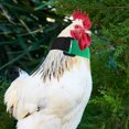 thumbnail image 4 of Miangastore 2pcs Anti Crow Rooster Collar Chicken Collars Rooster Neck Belt For Crowing-proof Chicken Replacing Neck Belts Replaceable Rooster Neckbands, 4 of 9