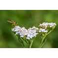 thumbnail image 5 of White Yarrow Wildflower Seeds/Perennial/Full Sun/ 156K Seeds 1 oz/ Zellajake Farm and Garden  - B136, 5 of 5