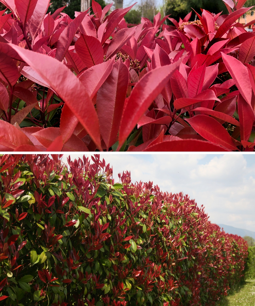 2.25 gal Photinia Dynamo Red Live Shrub with Full Sun