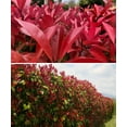 thumbnail image 6 of 2.25 gal Photinia Dynamo Red Live Shrub with Full Sun, 6 of 6