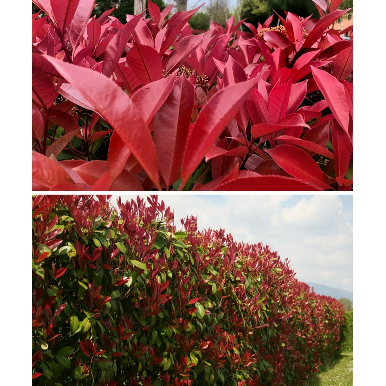 2.25 gal Photinia Dynamo Red Live Shrub with Full Sun - Walmart.com