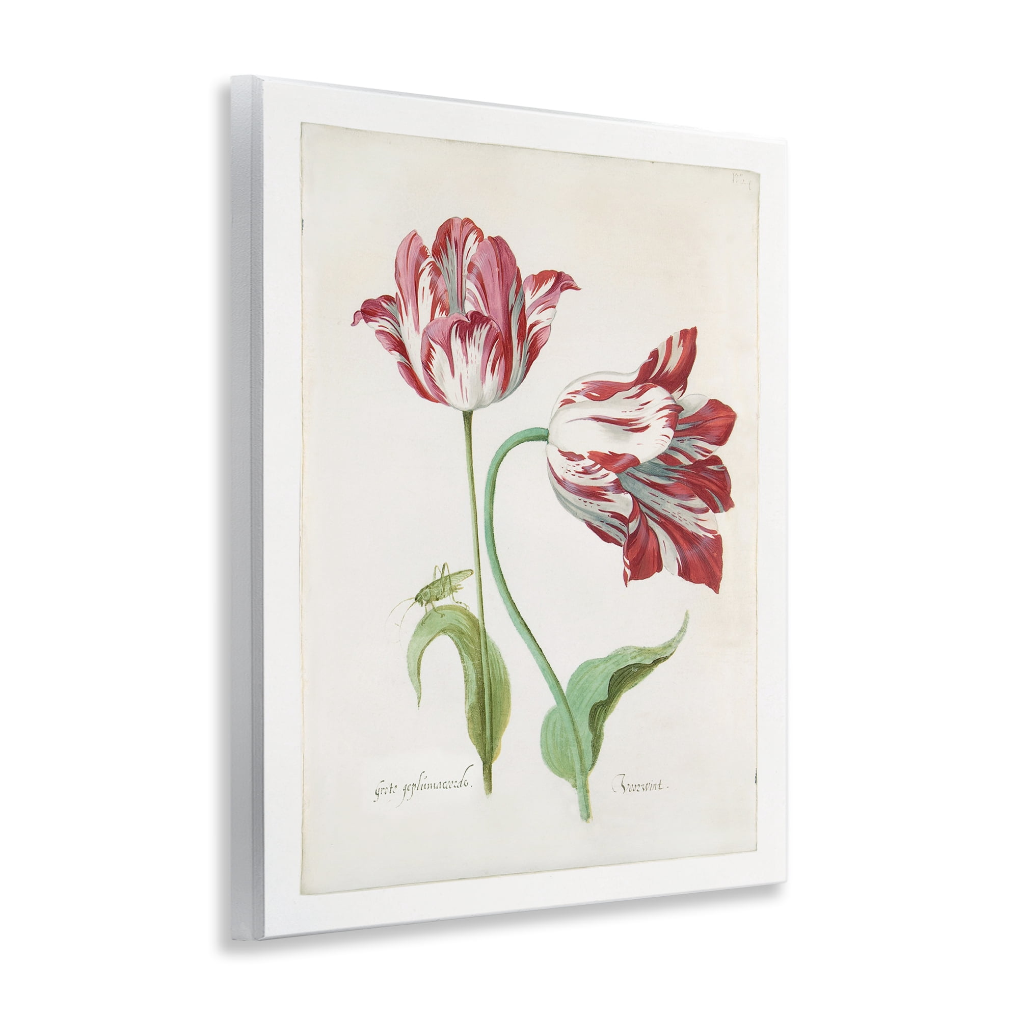 Stupell Industries Classic Tulip Study Plants & Flowers Painting Unframed Art Print Wall Art, 11 x 14