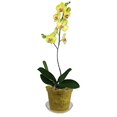 thumbnail image 3 of 4" Slotted Clear Orchid Pots - 3 Pack (Yellow Topaz), 3 of 4