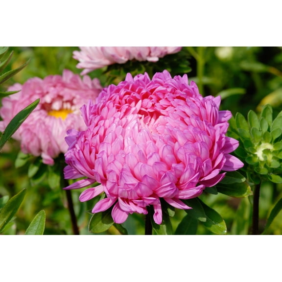 30 Duchess PINK PAEONY ASTER French Peony Callistephus Flower Seeds