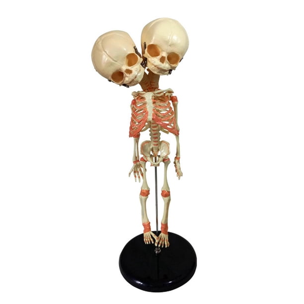 Double Headed Baby Skeleton Model with Base Halloween Ornament