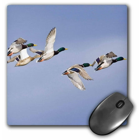 3dRose Mallard ducks in flight, Whitefish Montana - US27 CHA1330 - Chuck Haney, Mouse Pad, 8 by 8 inches