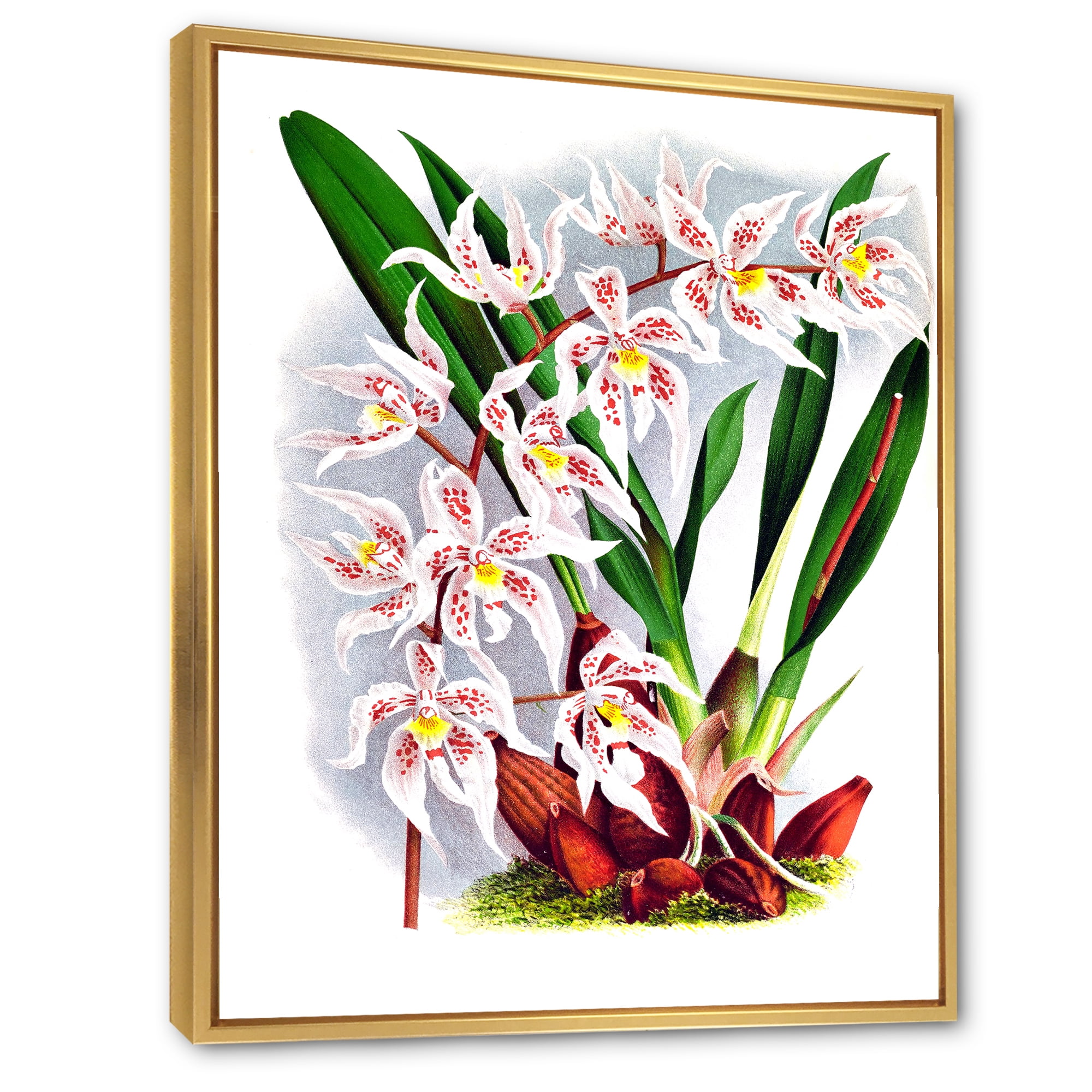 Designart 'White Vintage Orchid Flower II' Traditional Framed Canvas Wall Art Print