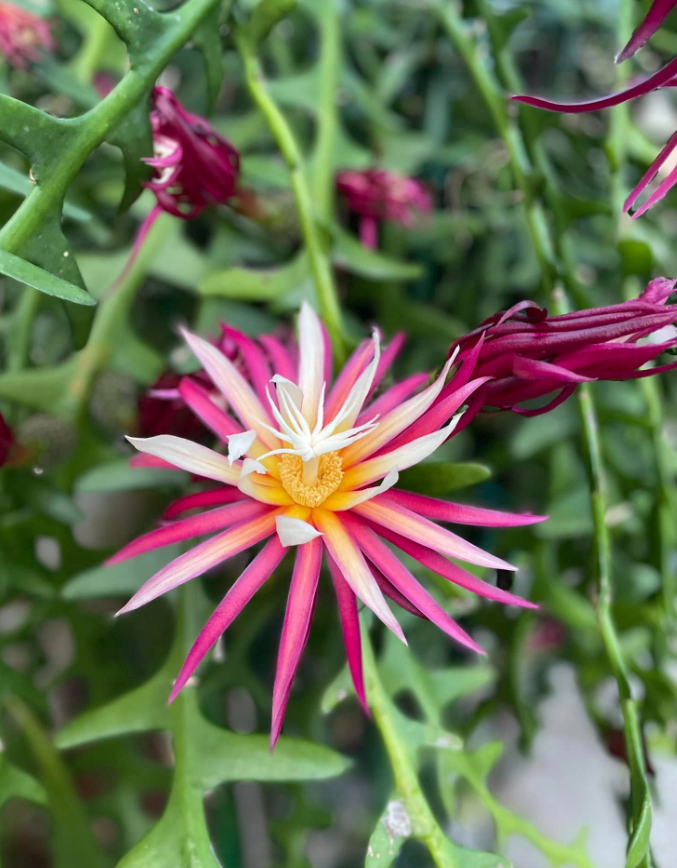 Fishbone Zig Zag Cactus Plant Live for Planting, Zig Zag Cactus Plant, Frangant Pink-White Flowers for Indoor Outdoor in 4 Inc Pot