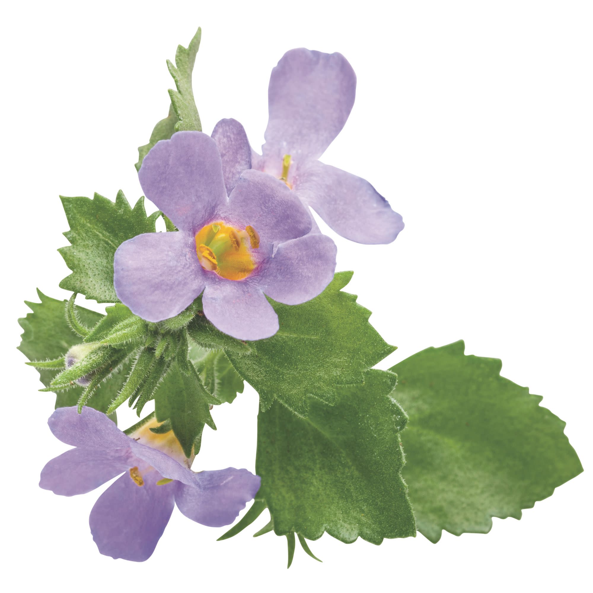 Proven Winners 4" Snowstorm Blue Bacopa Live Plant in 4.25" Pot (4 Count)