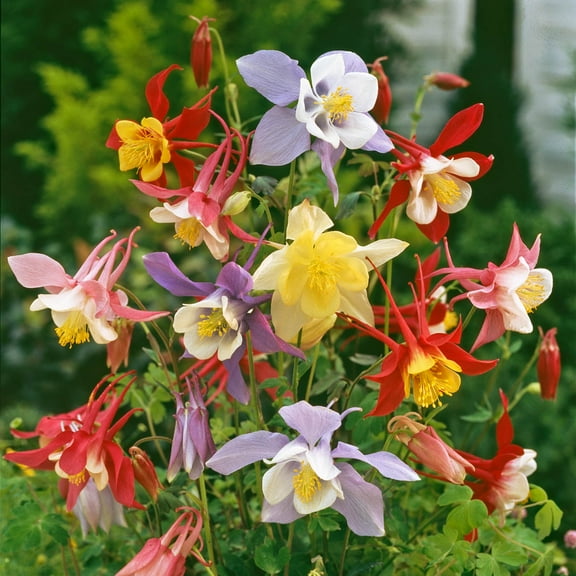 Mckanna's Mutli-Color Flowering Columbine Mixture Perennial Starter Plant - 1 starter plant per offer