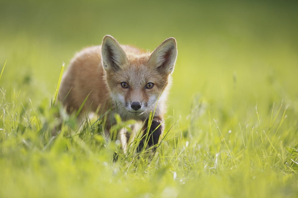 A fox in the grass Montreal Quebec Canada Canvas Art - Vladislav Kamenski Design Pics (19 x 12)