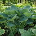 thumbnail image 2 of Giant Hosta Perennial Plant  - 3 Bare Roots - Extra Large Blue-Green and Yellow-Green Leaves - Perfect for Landscaping, Shade Garden - Easy to Grow!, 2 of 6