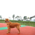 thumbnail image 2 of Methold Correa de perro de nailon para una amplia aplicación, duradera y resistente al desgaste, correa de nailon para mascotas Tubos y túneles para animales pequeños Negro METRO, 2 of 6