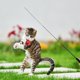 thumbnail image 5 of Gato Teaser Wands interactivo divertido caña de pescar Wand Stick juguete de entrenamiento (negro), 5 of 6