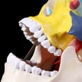 thumbnail image 2 of Modelo de Cráneo Humano YONGSHENG Tamaño Real PVC, 2 of 5