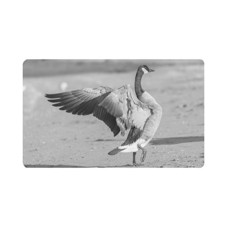 mkhert cute canada goose