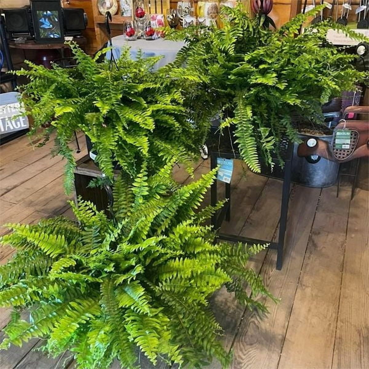 2025 Realistic Artificial Fern Plant, 60-Branch Fake Indoor/Outdoor Greenery, Low-Maintenance Floor Potted Decor for Living Room/Garden, Lifelike Faux Fern
