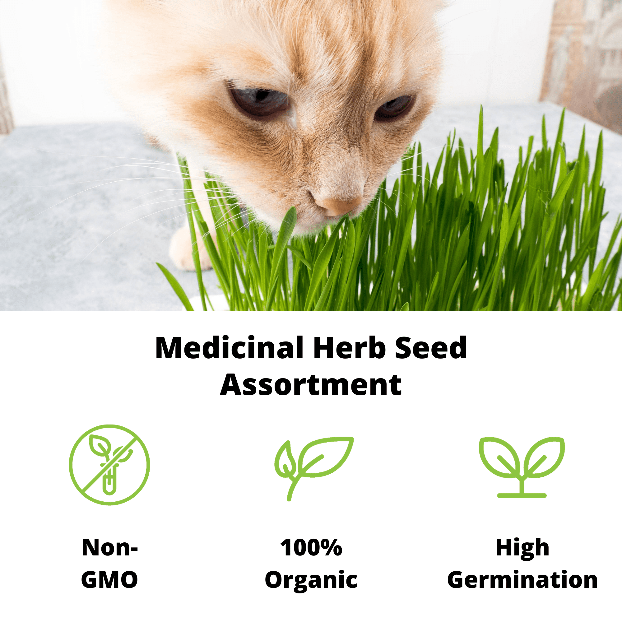 Organic Cat Grass Seeds Kit - Decorative Reclaimed Barnwood Style Organic Wheatgrass Seeds Planter - Rich Brown - Hairball Remedy for Cats, Healthy Pet Grass Supplement & Wheatgrass Growing Kit