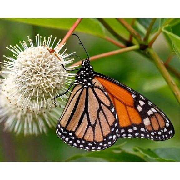 50 BUTTONBUSH / HONEYBALL Cephalanthus Occidentalis White Hummingbird Flower Bush Shrub Seeds