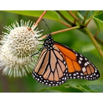 50 BUTTONBUSH / HONEYBALL Cephalanthus Occidentalis White Hummingbird Flower Bush Shrub Seeds