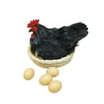 thumbnail image 3 of Almencla Simulation Hen Model Ornament Artificial Feather Prop for Kitchen Home Store black, 3 of 8