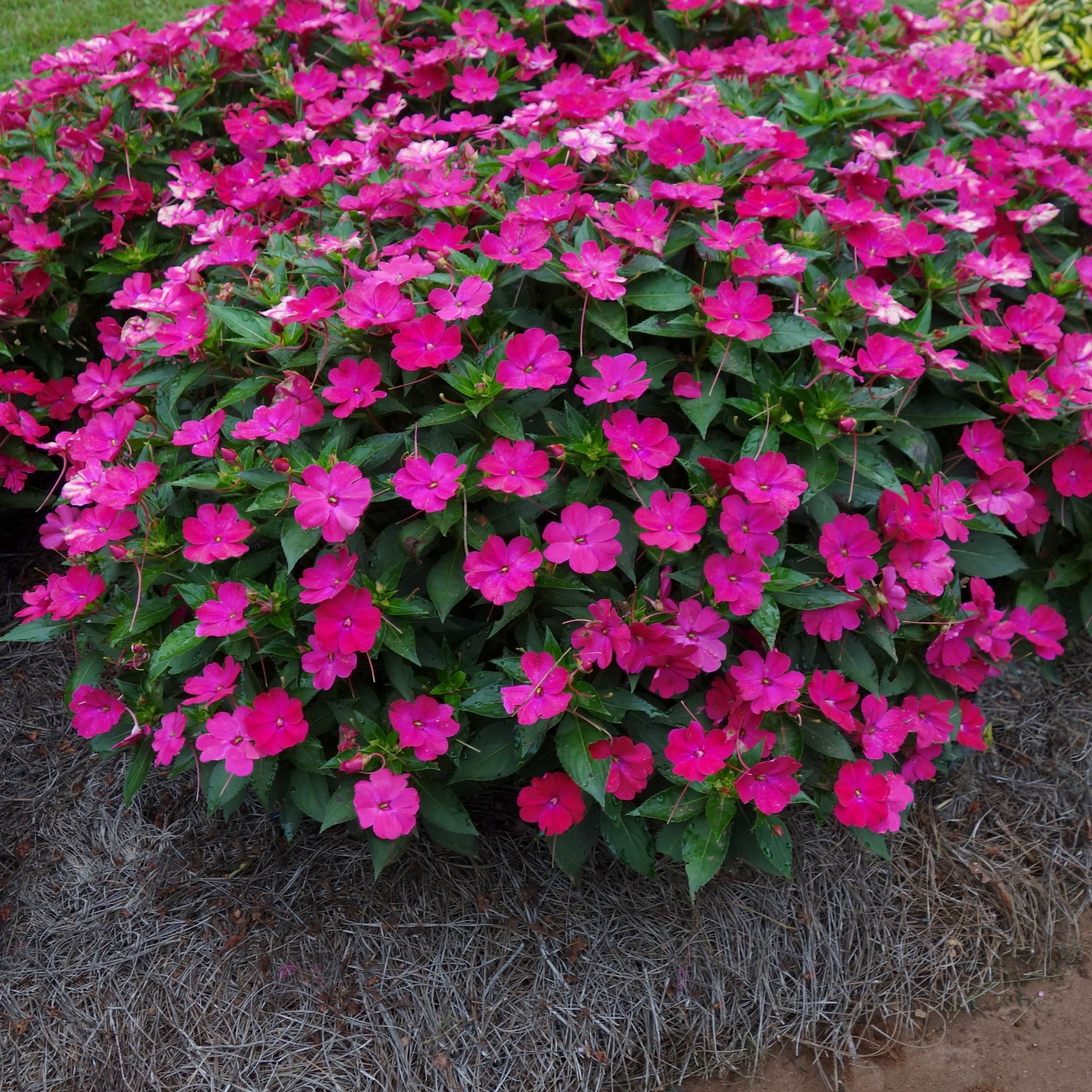 2.5 in. Impatiens Compact Rose Glow SunPatiens Live Annual Plant Full Sun (3-Pack)