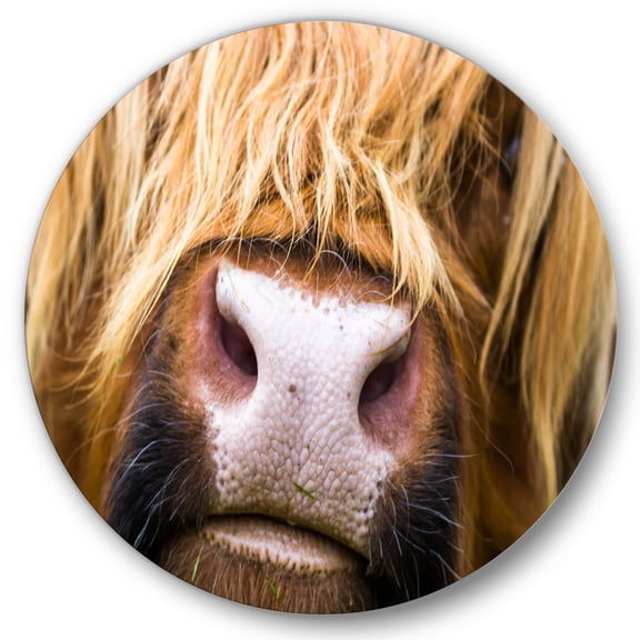 Designart 'Close-Up Highland Cattle' Farmhouse Circle Metal Wall Art 36x36 - Disc of 36