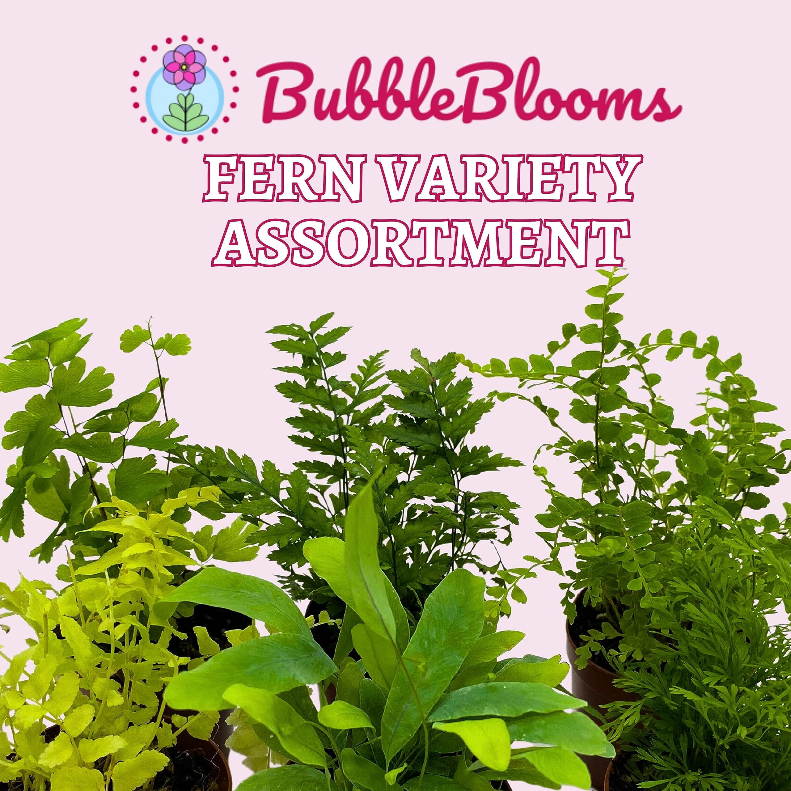 BubbleBlooms Fern Variety Assortment, 6 Different Plants, Variety Bundle- 2 Inch Pots
