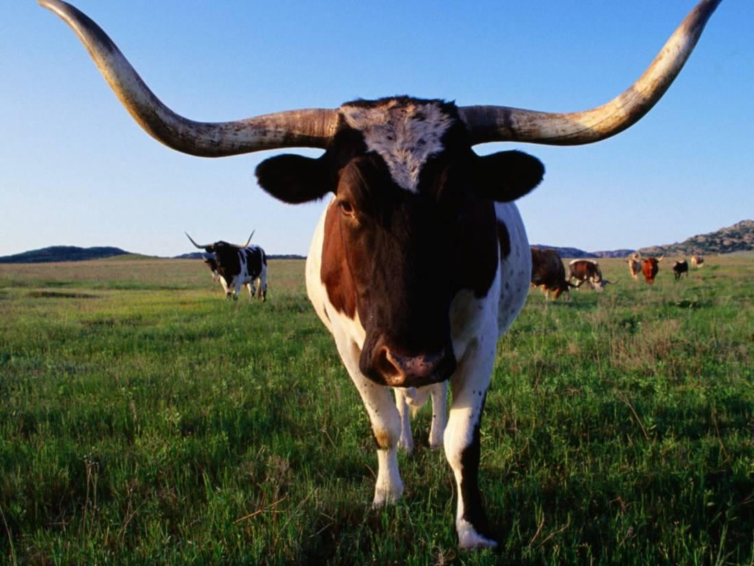 Texas Longhorn Cattle Print Wall Art By John Elk III