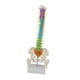 thumbnail image 3 of Modelo de vertebral humana Modelo anatómico con soporte Modelo de pelvis Modelo de esqueleto Médula espinal flexible para estudiantes de, 3 of 8