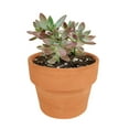 thumbnail image 3 of Graptosedum California Sunset Purple Succulent (4"+ Plastic Pot) - Tiny, Lovely, Easy to Care Succulent for Beginner - Live Succulent for Home Office, 3 of 7
