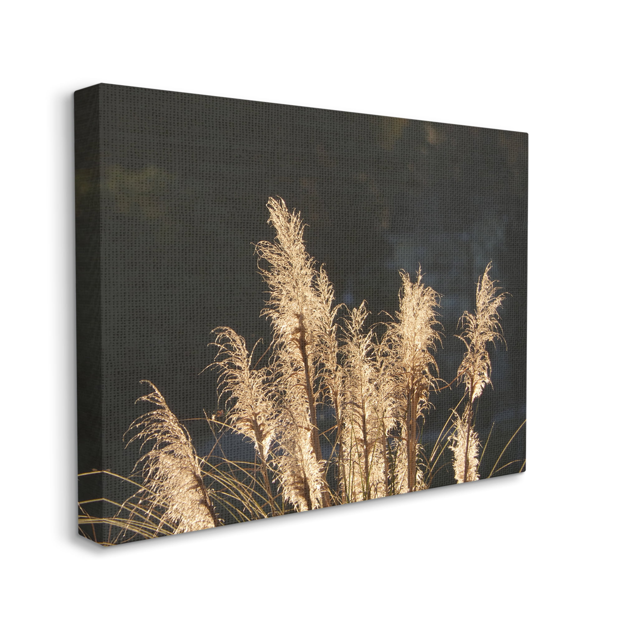 Stupell Industries Moonlit Pampas Grass Rural Reeds Plant Botanicals Photograph Gallery Wrapped Canvas Print Wall Art, Design by Gail Peck