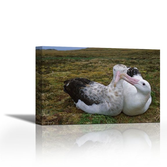 Tristan Albatross male nibbling females bill, Gough Island, South Atlantic - Contemporary Fine Art Giclee on Canvas Gallery Wrap - wall décor - Art painting - 36 x 24 Inch - Ready to Hang