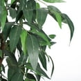 thumbnail image 4 of Vickerman 6' Artificial Mango Executive, Rattan Basket, 4 of 7