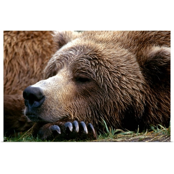Great BIG Canvas | "Brown Bear resting Katmai Natl Park Southwest Alaska summer portrait" Art Print - 36x24